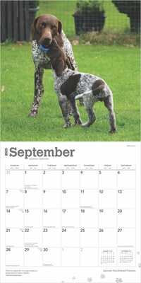2025 BrownTrout German Shorthaired Pointers 12" x 12" Monthly Square Wall Calendar (9781975477028)