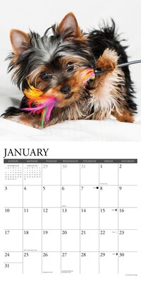 2027 Willow Creek Yorkie Puppies 12" x 12" Monthly Wall Calendar, Assorted Colors (63101)