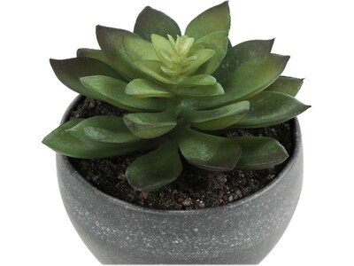 Monarch Specialties Inc. Succulents in Pots, 3/Pack (I 9587)