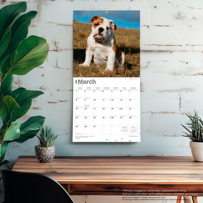 2026 BrownTrout Bulldog Puppies 12" x 12" Monthly Wall Calendar (9798330702664)