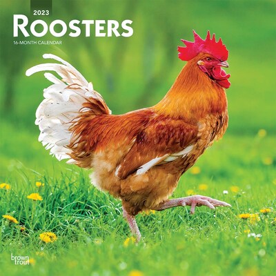 2023 BrownTrout Roosters 12 x 24 Monthly Wall Calendar, (9781975449025)