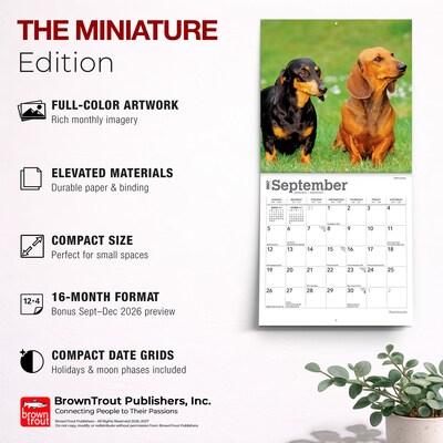 2027 BrownTrout Dachshunds 7" x 7" Monthly Wall Calendar, Assorted Colors (9798330709984)
