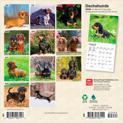 2026 BrownTrout Dachshunds 7 x 7 Monthly Wall Calendar (9798330703111)