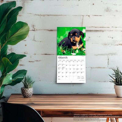 2026 BrownTrout Dachshund Puppies 7" x 7" Monthly Wall Calendar (9798330703081)