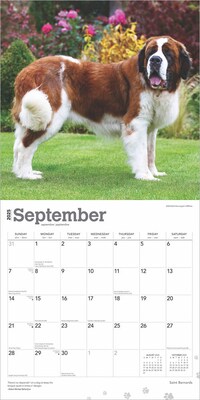 2025 BrownTrout Saint Bernards 12" x 24" Monthly Square Wall Calendar (9781975477653)