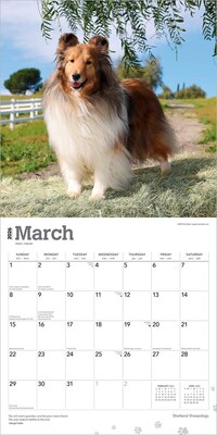 2026 BrownTrout Shetland Sheepdogs 12" x 12" Monthly Wall Calendar (9798330705511)