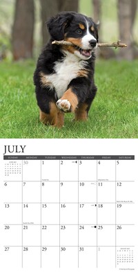 2025 Willow Creek Just Bernese Mountain Puppies 12" x 12" Monthly Wall Calendar (41703)