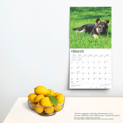 2025 BrownTrout German Shepherd Puppies 12" x 12" Monthly Square Wall Calendar (9781975477004)