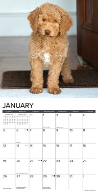 2025 Willow Creek Just Goldendoodles 12" x 12" Monthly Wall Calendar (43127)