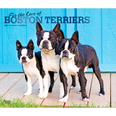 2027 BrownTrout For the Love of Boston Terriers 14 x 12 Monthly Wall Calendar, Assorted Colors (9798330714667)