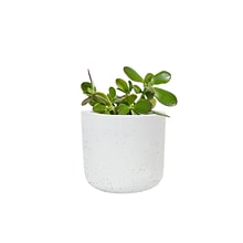 Desk Plants Jade Plant in a White Mini Wilson pot (JPMWW)