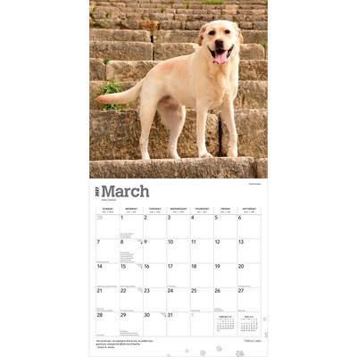 2027 BrownTrout Yellow Labrador Retrievers 12" x 12" Monthly Wall Calendar (9798330712571)