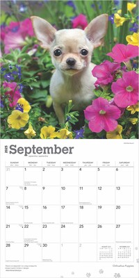 2025 BrownTrout Chihuahua Puppies 12" x 12" Monthly  Wall Calendar (9781975474652)