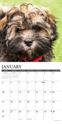 2027 Willow Creek Havanese  12" x 12" Monthly Wall Calendar (60629)