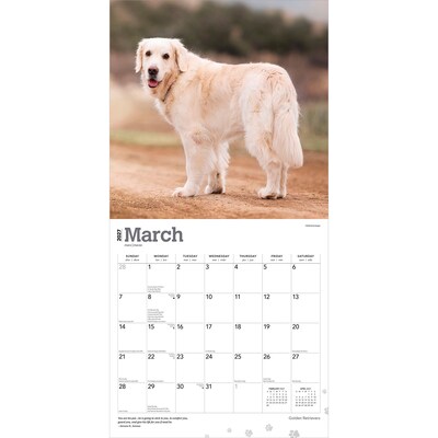 2027 BrownTrout Golden Retrievers 12" x 12" Monthly Wall Calendar (9798330712472)
