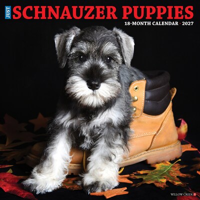 2027 Willow Creek Schnauzer Puppies 12 x 12 Monthly Wall Calendar, Assorted Colors (62173)
