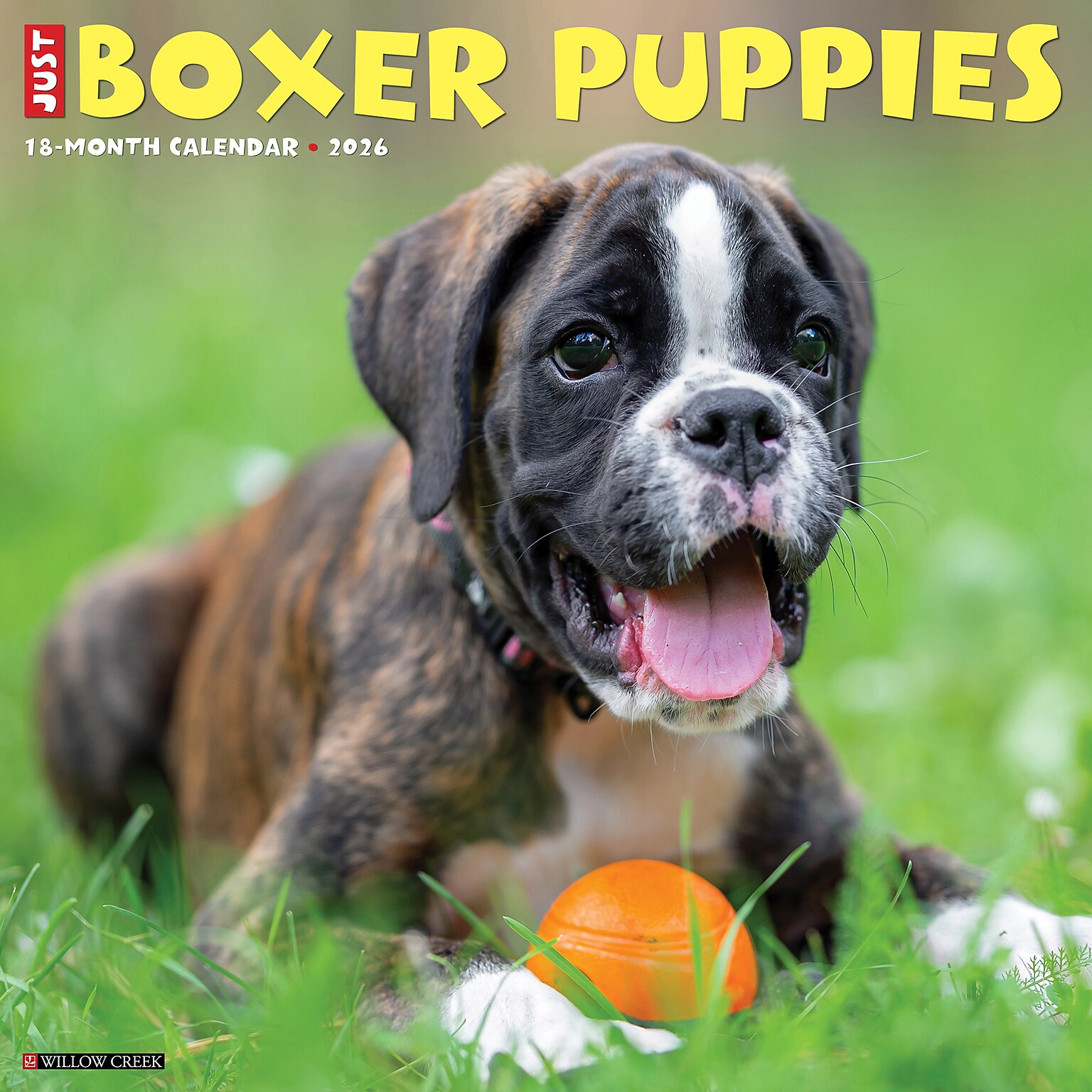 2026 Willow Creek Boxer Puppies 12 x 12 Monthly Wall Calendar (50361)