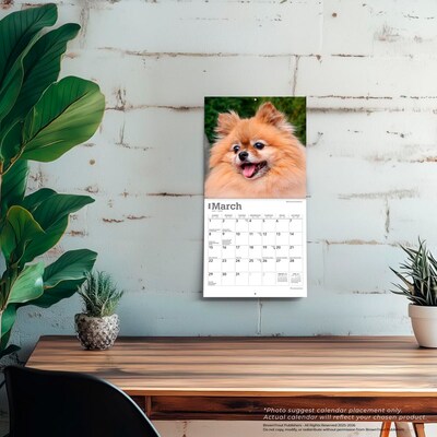 2026 BrownTrout Pomeranians 7" x 7" Monthly Wall Calendar (9798330705146)