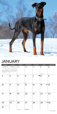 2027 Willow Creek Doberman Pinschers  12" x 12" Monthly Wall Calendar (60025)