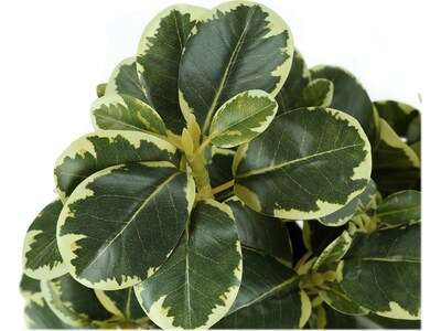 Monarch Specialties Inc. Ficus Elastica in Pot, 2/Pack (I 9585)