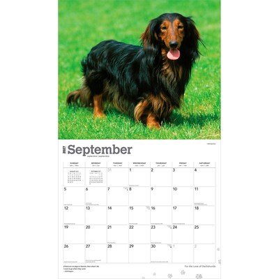 2027 BrownTrout For the Love of Dachshunds 14" x 12" Monthly Wall Calendar, Assorted Colors (9798330709243)