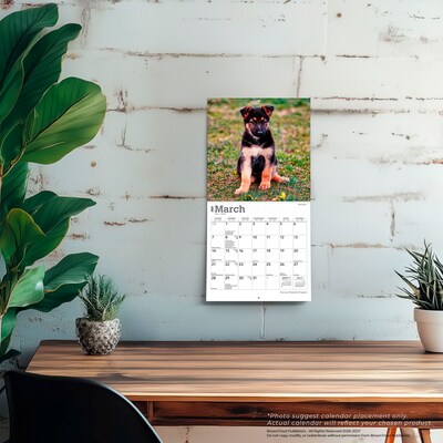 2027 BrownTrout German Shepherd Puppies 7" x 7" Monthly Wall Calendar, Assorted Colors (9798330714780)