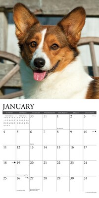 2026 Willow Creek Corgis 12" x 12" Monthly Wall Calendar (50835)