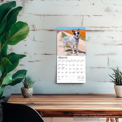 2026 BrownTrout Australian Cattle Dogs 7" x 7" Monthly Wall Calendar (9798330702183)