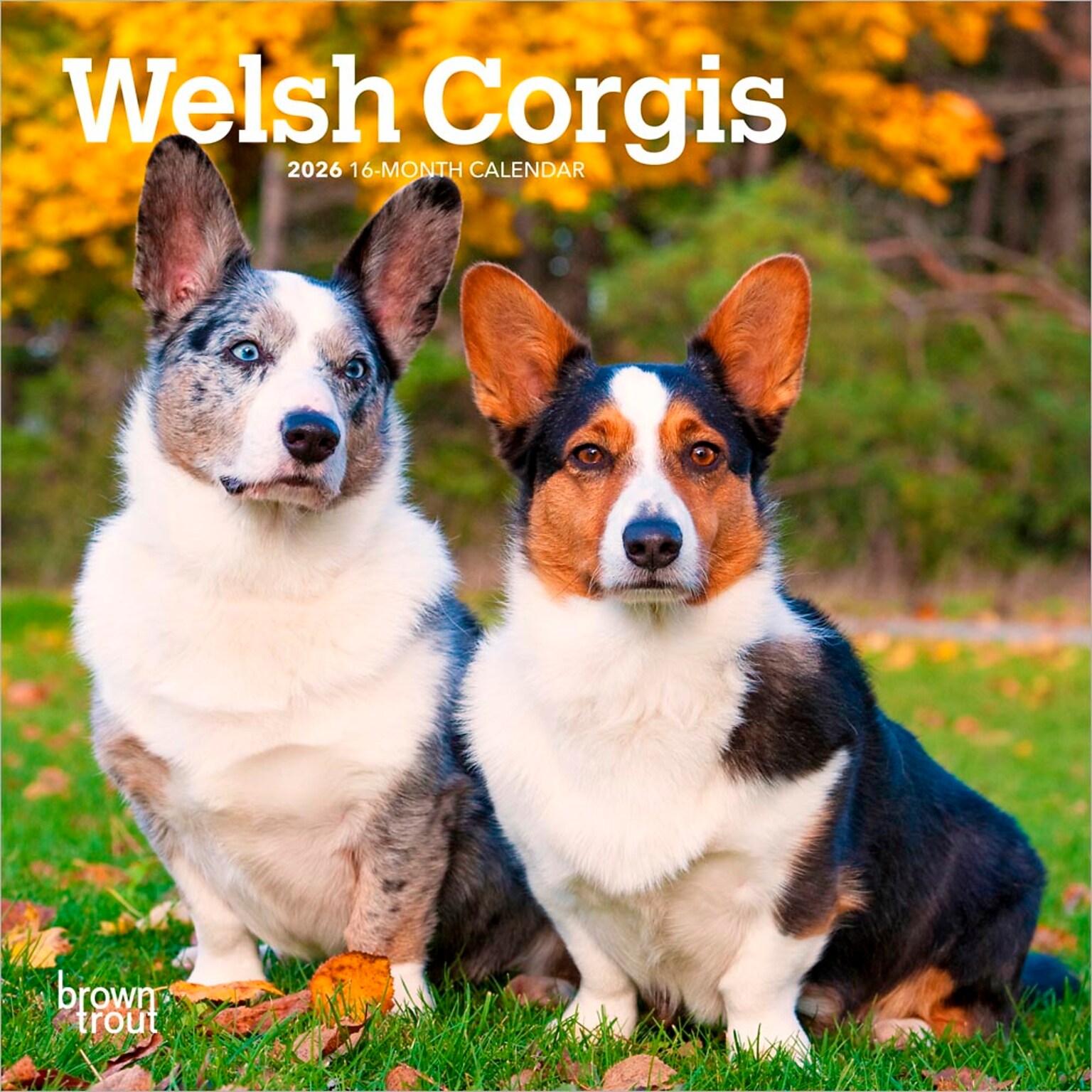 2026 BrownTrout Welsh Corgis 7 x 7 Monthly Wall Calendar (9798330706228)