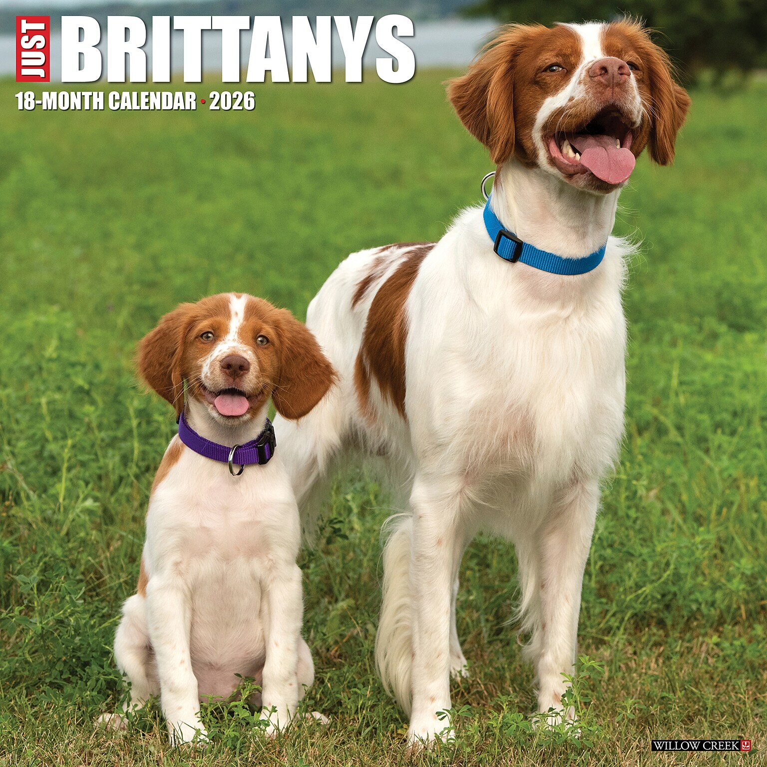 2026 Willow Creek Brittanys 12 x 12 Monthly Wall Calendar (50385)