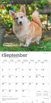 2026 BrownTrout Welsh Corgis 12" x 12" Monthly Wall Calendar (9798330706235)