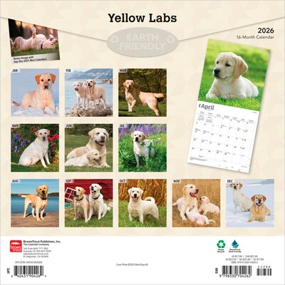 2026 BrownTrout Yellow Labrador Retrievers 12 x 12 Monthly Wall Calendar (9798330704262)