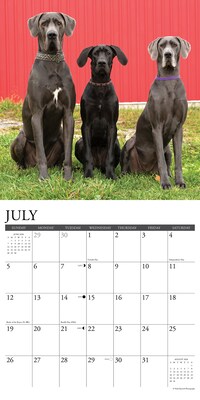 2026 Willow Creek Great Danes 12" x 12" Monthly Wall Calendar (51351)