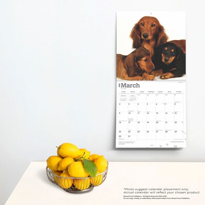 2025 BrownTrout Longhaired Dachshunds 12" x 24" Monthly Square Wall Calendar, (9781975478186)