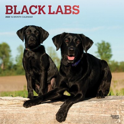 2023 BrownTrout Black Labrador Retrievers 12 x 24 Monthly Wall Calendar, (9781975451974)