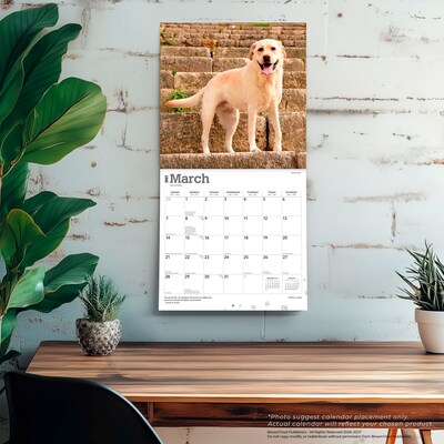 2027 BrownTrout Yellow Labrador Retrievers 12" x 12" Monthly Wall Calendar (9798330712571)