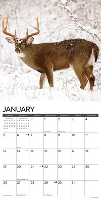 2025 Willow Creek Whitetail Monarchs 12" x 12" Monthly Wall Calendar (45428)