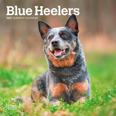 2027 BrownTrout Blue Heelers 7 x 7 Monthly Wall Calendar, Assorted Colors (9798330709908)