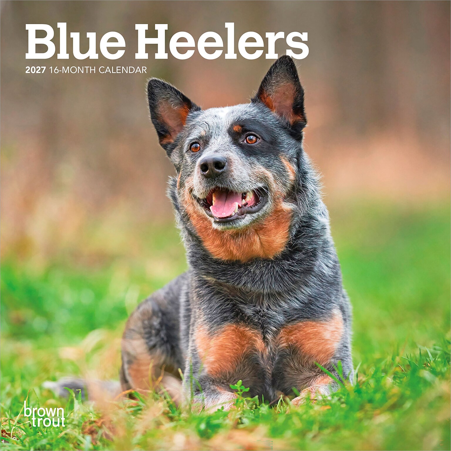2027 BrownTrout Blue Heelers 7 x 7 Monthly Wall Calendar, Assorted Colors (9798330709908)