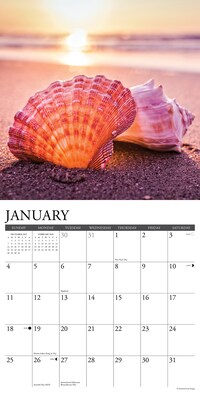 2026 Willow Creek Seashells 12" x 12" Monthly Wall Calendar (52709)