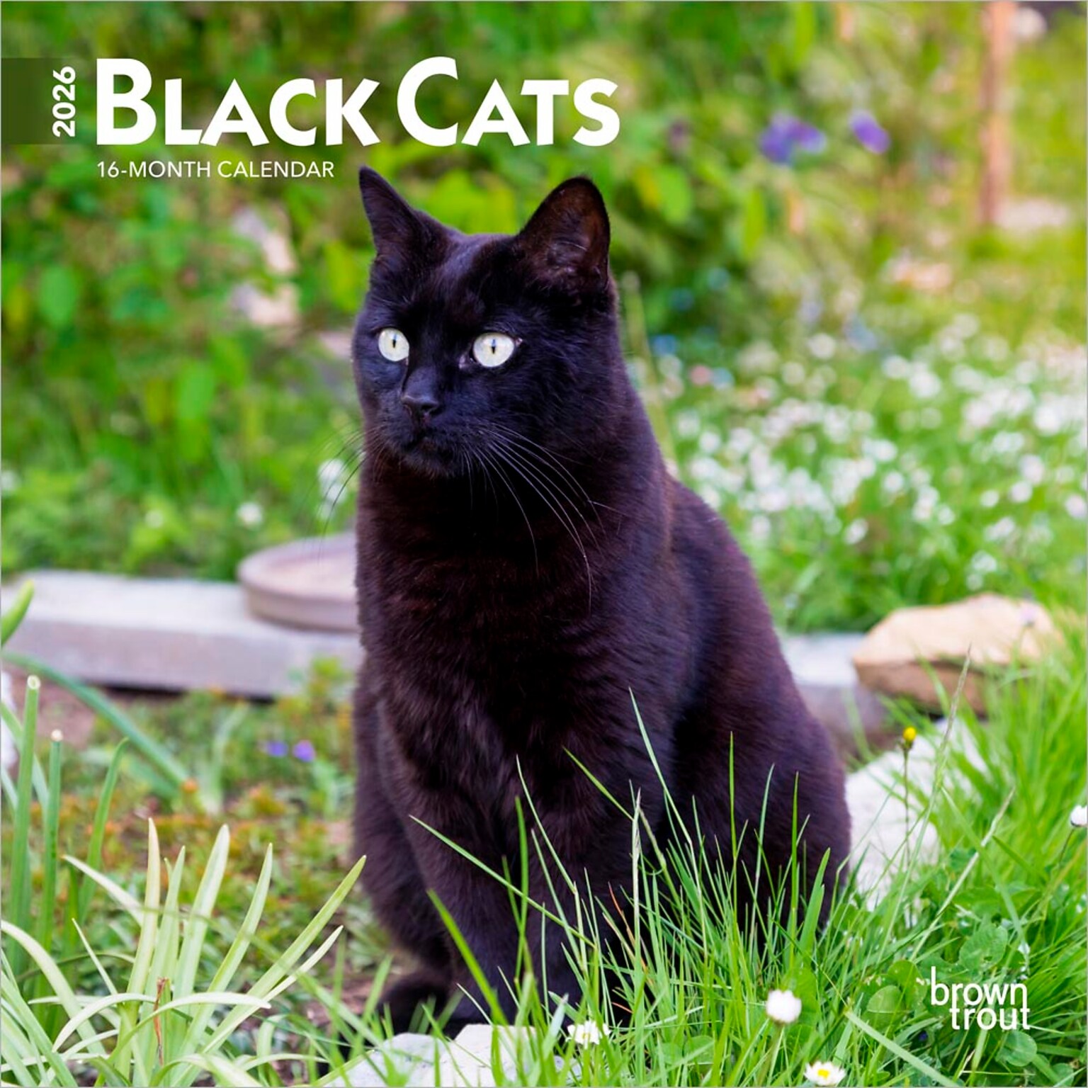2026 BrownTrout Black Cats 7 x 7 Monthly Wall Calendar (9798330702473)