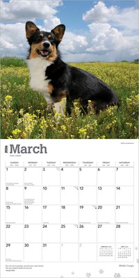 2026 BrownTrout Welsh Corgis 12" x 12" Monthly Wall Calendar (9798330706235)