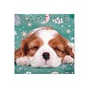 2023 Willow Creek Naptime - Dogs & Puppies on Their Best Behavior 7 x 7 Monthly Wall Calendar (304