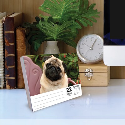 2026 Willow Creek Just Pugs 6.2" x 5.4" Day-to-Day Calendar (54376)