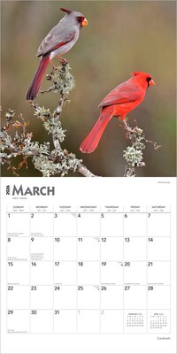 2026 BrownTrout Cardinals 12" x 12" Monthly Wall Calendar (9798330702749)