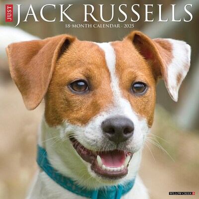 2025 Willow Creek Just Jack Russells 12 x 12 Monthly Wall Calendar (43554)