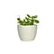 Desk Plants Jade Plant in a Cream Mini Harlow pot (JPMHC)
