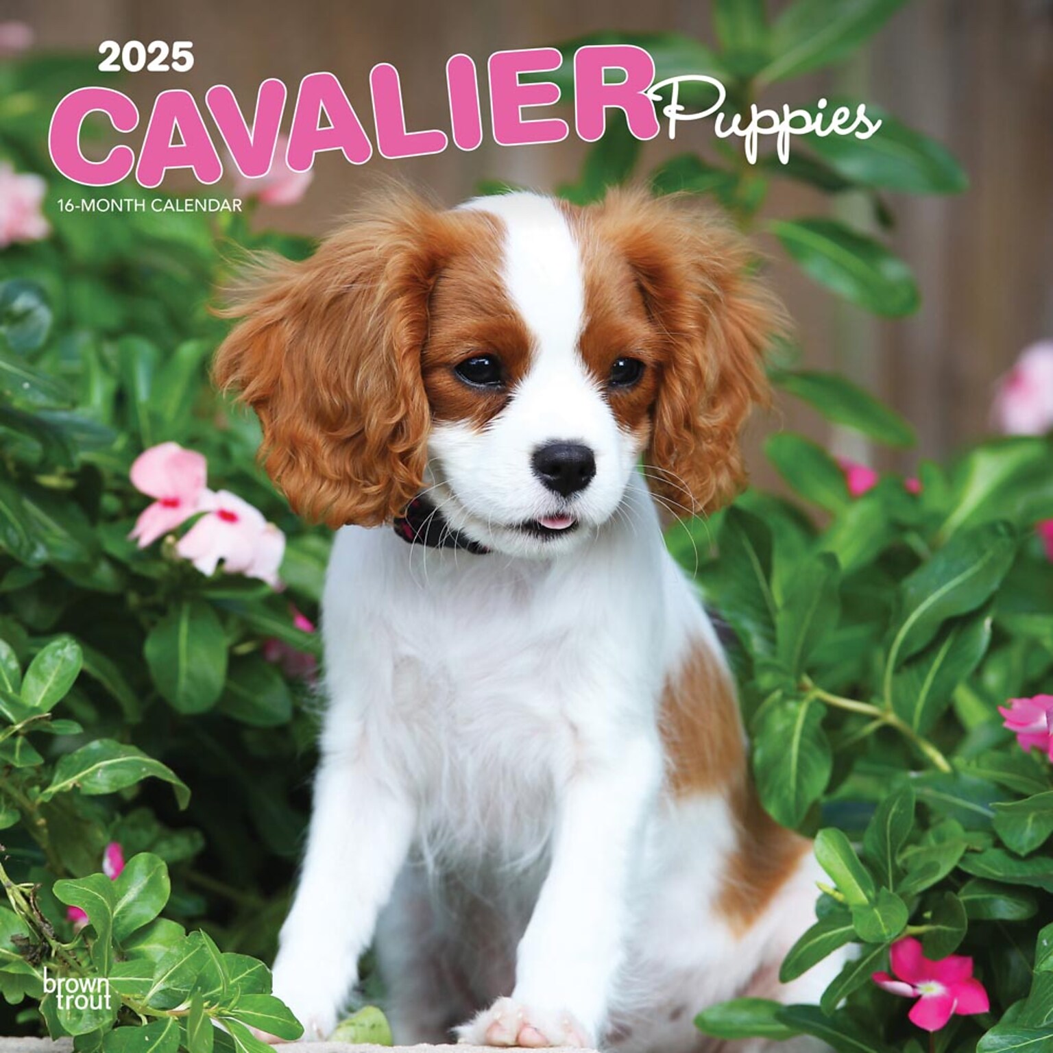 2025 BrownTrout Cavalier King Charles Spaniel Puppies 12 x 12 Monthly  Wall Calendar (9781975476816)