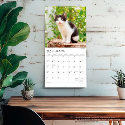 2026 Plato Kitten Cuddles 12" x 12" Monthly Wall Calendar (9798330706792)