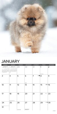 2027 Willow Creek Pomeranian Puppies 12" x 12" Monthly Wall Calendar, Assorted Colors (61848)